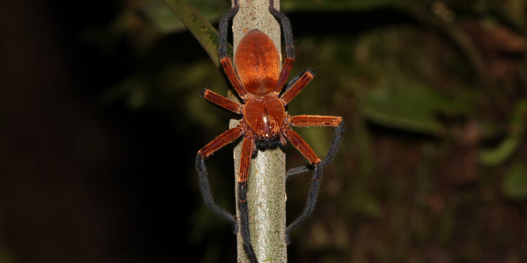 AME5823. PARQUE NACIONAL YASUNÍ (ECUADOR), 26/07/2023.- Fotografía cedida hoy por Pedro Peñaherrera que muestra a la araña cangrejo gigante, recién descubierta en el Parque Nacional Yasuní (Ecuador). Investigadores de la Universidad San Francisco de Quito (USFQ) y del Instituto Nacional de Biodiversidad (Inabio) han descubierto a la araña cangrejo gigante, una especie no registrada en el país, pero que ha sido ubicada en el Parque Nacional Yasuní, una reserva de la biosfera en el corazón de la Amazonía ecuatoriana. EFE/Pedro Peñaherrera /SOLO USO EDITORIAL /SOLO DISPONIBLE PARA ILUSTRAR LA NOTICIA QUE ACOMPAÑA (CRÉDITO OBLIGATORIO)