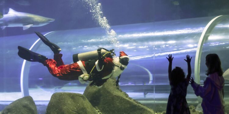 BRA01. RIO DE JANEIRO (BRASIL), 22/12/2023.- El buzo Felippe Luna, se viste de Santa Claus para bucear en el AquaRio, el acuario más grande de América Latina, para promover las fiestas de Navidad que se acercan, hoy en Río de Janeiro (Brasil). EFE/ Antonio Lacerda