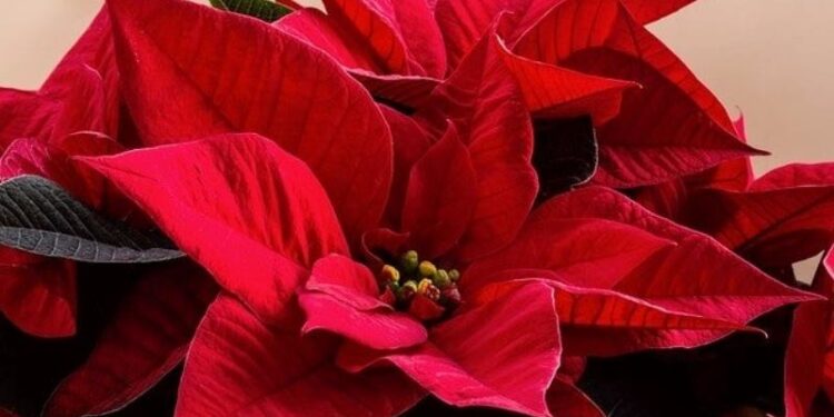 Flor de Navidad.