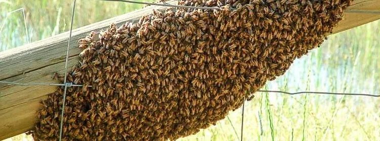 Un enjambre de abejas africanas. Foto de archivo.