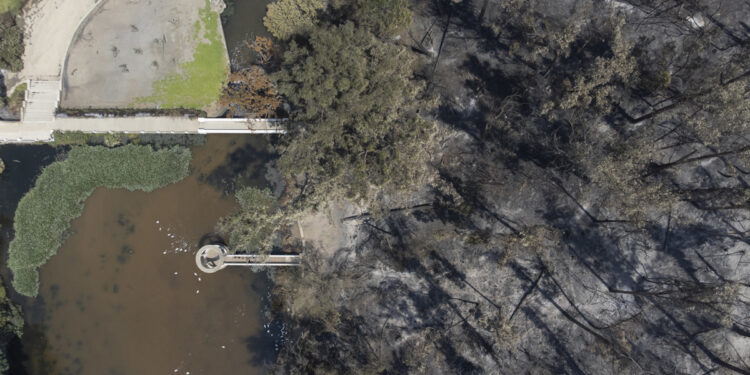 ACOMPAÑA CRÓNICA: CHILE INCENDIOS - AME6236. VIÑA DEL MAR (CHILE), 05/02/2024.- Fotografía aérea que muestra un sector del Jardín Botánico de Viña del Mar, afectado por los incendios en la región, hoy, en Viña del Mar (Chile). El incendio más voraz de la historia reciente de Chile redujo prácticamente a cenizas este fin de semana el popular Jardín Botánico de Viña del Mar, pero hay una decena de resilientes árboles que luchan por mantenerse en pie y que tienen la peculiaridad de que sobrevivieron hace ocho décadas a una de las mayores tragedias de la humanidad: la bomba atómica de Hiroshima. Múltiples incendios originados el viernes en distintos puntos de la región de la Valparaíso, a la que pertenece Viña del Mar, sumieron a Chile en su peor tragedia desde el terremoto de 2010. EFE/ Adriana Thomasa