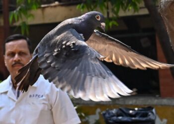 Una paloma capturada hace ocho meses cerca de un puerto, sospechosa de ser una espía china, es liberada en un hospital veterinario de Bombay, India, el martes 30 de enero de 2024 (Anshuman Poyrekar/Hindustan Times vía AP)Anshuman Poyrekar | AP