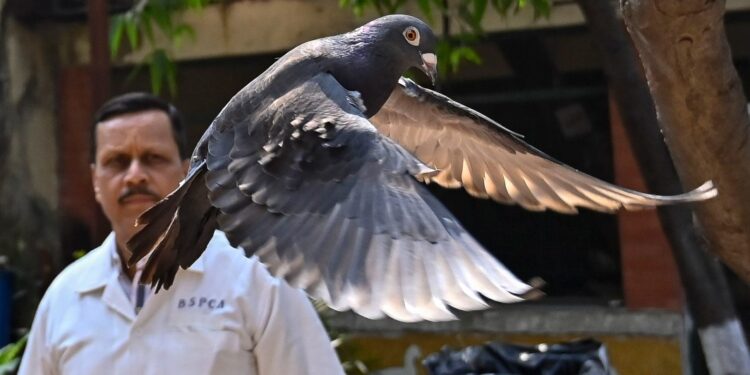 Una paloma capturada hace ocho meses cerca de un puerto, sospechosa de ser una espía china, es liberada en un hospital veterinario de Bombay, India, el martes 30 de enero de 2024 (Anshuman Poyrekar/Hindustan Times vía AP)Anshuman Poyrekar | AP