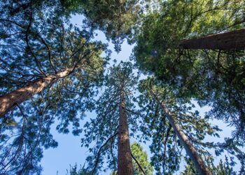 Redwoods in the Arboretum, spring 2023