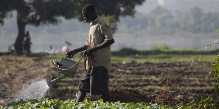 Bekaye Samake waters his vegetables near the the Niger River in Bamako, Mali on November 9, 2013. Photo © Dominic Chavez/World Bank