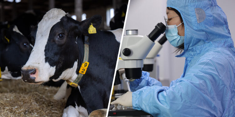 Vacas infectadas, gripe aviar. Foto collage.
