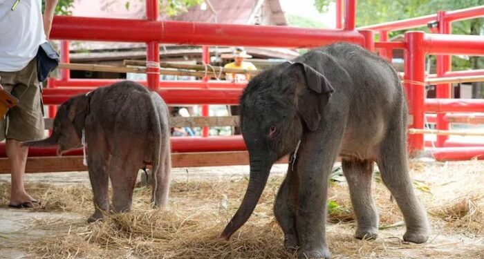 Dos elefantes gemelos nacen en el Ayutthaya Elephant Palace and Royal Kraal, en Tailandia (EFE/ Royal Kraal)