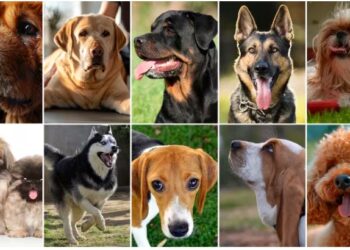 Según datos de la Organización Mundial de la Salud (OMS), se estima que hay aproximadamente 300 millones de perros en el mundo