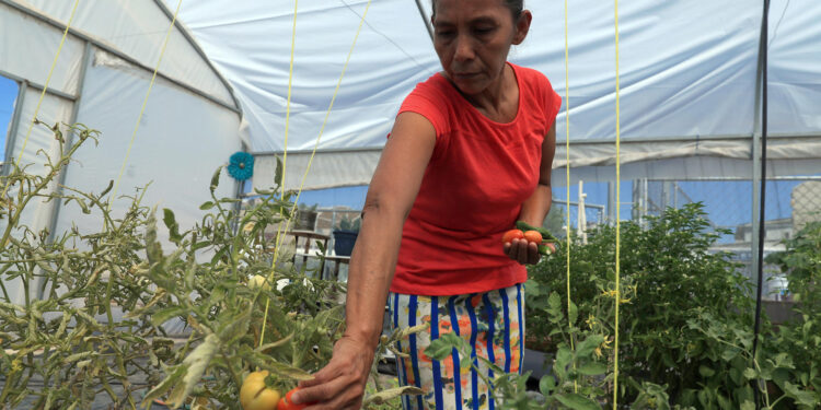 MEX069. CIUDAD JUÁREZ (MÉXICO), 27/09/2024.- La guatemalteca Gloria Gómez cultiva hortalizas en un vivero del albergue 'El Buen Samaritano', este jueves en Ciudad Juárez (México). Migrantes varados en la frontera norte de México, en CIudad Juárez, cultivan sus propios alimentos ante la precariedad económica y como una terapia ocupacional mientras esperan la oportunidad de cruzar a Estados Unidos. EFE / Luis Torres