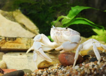 River crab Potamon sp. close-up in natural environment