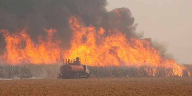 Un bombero intenta apagar un incendio en una plantación de caña de azúcar (REUTERS/Joel Silva/Archivo)